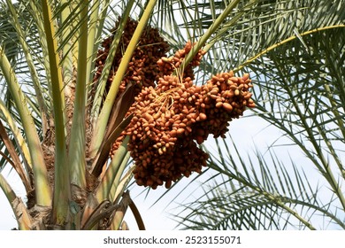 Ripe dark dates of Canary Island Date Palm (Phoenix canariensis) in a city park in Mediterranean region in autumn
