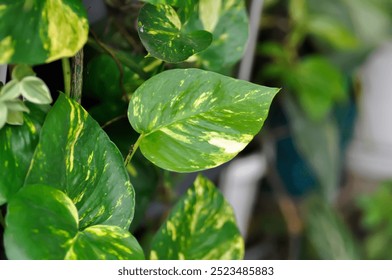 Devils Ivy, Golden Pothos or Hunters Robe or Epipremnum aureum or Araceae plant