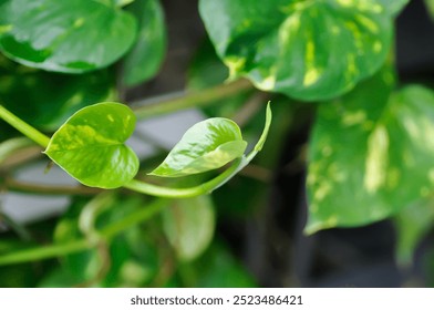Devils Ivy, Golden Pothos or Hunters Robe or Epipremnum aureum or Araceae or new born leaf