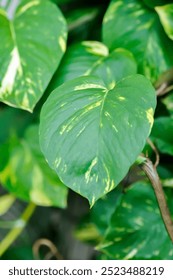 Devils Ivy, Golden Pothos or Hunters Robe or Epipremnum aureum or Araceae plant