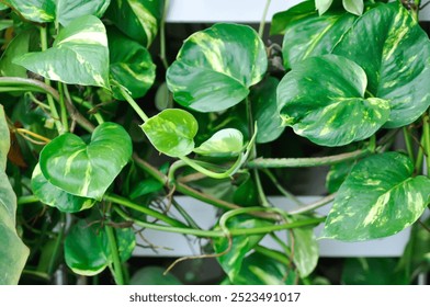Devils Ivy, Golden Pothos or Hunters Robe or Epipremnum aureum or Araceae plant
