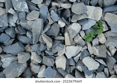 Pamje e sipërme mbi gurë të ndryshëm gri, guralecë të vegjël graniti, shumëllojshmëri shkëmbi natyror kopshtesh dhe gjethe jeshile mes tyre. Sfondi me teksturë. Foto me cilësi të lartë