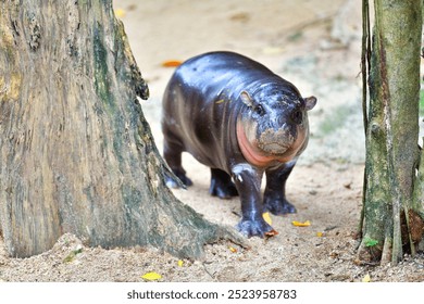 A female dwarf Pygmy hippo in Khao Kheow Open Zoo in Chonburi Thailand