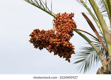 Ripe dark dates of Canary Island Date Palm (Phoenix canariensis) in a city park in Mediterranean region in autumn