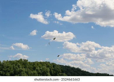 Des oiseaux de proie, des milans noirs, attrapent des poissons et jouent dans le ciel au-dessus du fleuve Don. Région de Volgograd, Russie.