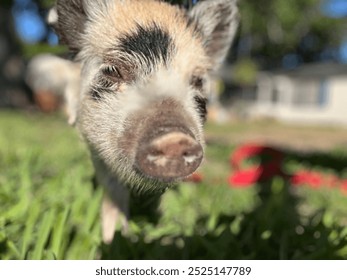 Zoumaache Piggy Shots si mäi Favorit