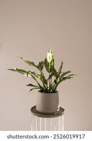 Spathiphyllum Domino Variegata Diamond Zimmerpflanze auf weißem Hintergrund