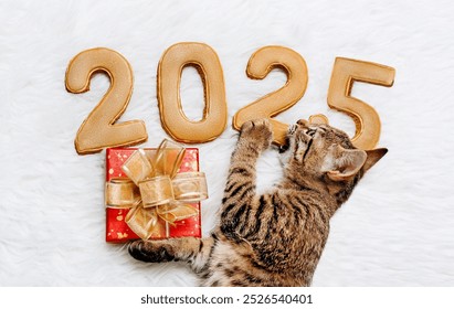 ลูกแมวลองความแข็งแกร่งของตัวเลขปีใหม่ 2025 ด้วยกล่องของขวัญในอุ้งเท้าของมัน