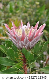 大きなピンクの花びらととがった中心を持つ印象的なキングプロテアの花が、緑豊かな葉を背景に高く咲きます。この南アフリカを象徴する植物は、その鮮やかな美しさを誇示しています。