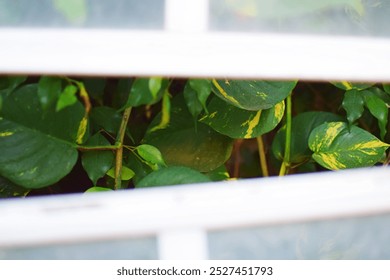 Epipremnum aureum, Golden pothos, Ceylon creeper, Hunter's robe, Ivy arum, Silver vine, Solomon Islands ivy, Taro vine, Devil's vine, Devil's ivy plant in greenhouse