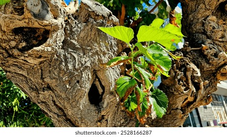 Un vecchio ceppo d'albero con più cavità, da cui cresce una giovane pianta frondosa. Il contrasto tra il legno invecchiato e il verde fresco evidenzia il ciclo della vita in natura.