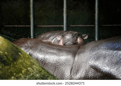 A female dwarf baby pygmy hippo called Moo Deng pettish peevish Dwarf species of hippopotamus Pygmy Hippo Calf Captures Hearts The chubby pygmy hippo has firm, plump and bouncy skin at Khao Kheow Zoo.
