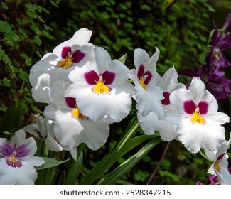 Orkid Pansy. Miltoniopsis ialah genus orkid yang berasal dari Costa Rica, Panama, Venezuela, Colombia, Ecuador dan Peru.