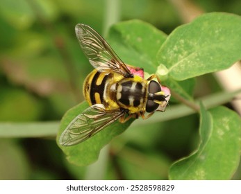 A mosca-das-flores do Batman (Myathropa florea), fêmea sentada em um arbusto de snowberry
