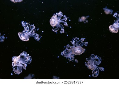 Grupo de águas-vivas fluorescentes nadando debaixo d'água em aquário. A água-viva australiana manchada, Phyllorhiza punctata em aquário com luz neon azul. Teriologia, turismo, mergulho, vida submarina.