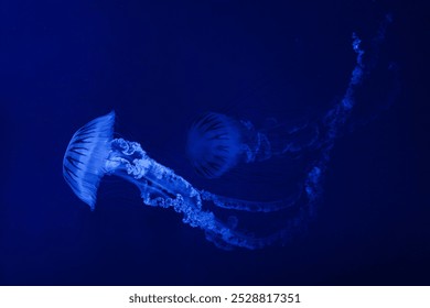 Água-viva Urtiga-do-mar sul-americana, Chrysaora plocamia nadando em aquário com iluminação neon azul. Organismo aquático, animal, vida submarina, biodiversidade