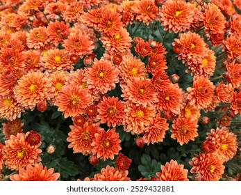 Vibrant orange chrysanthemums with fluffy petals and bright yellow centers. Perfect for floral arrangements, autumn-themed designs, or nature-inspired projects.