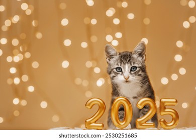 ลูกแมวยืนอย่างสงบอยู่หลังจารึกตัวเลขปีใหม่ 2025 ที่กำลังจะมาถึง