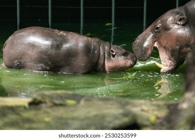 A female dwarf baby pygmy hippo called Moo Deng pettish peevish Dwarf species of hippopotamus Pygmy Hippo Calf Captures Hearts The chubby pygmy hippo has firm, plump and bouncy skin at Khao Kheow Zoo.