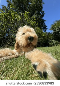 Ljubek dvojni doodle pes, ki sedi v travi in ​​se igra