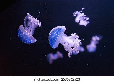 Grupo de águas-vivas fluorescentes nadando debaixo d'água em aquário. A água-viva australiana manchada, Phyllorhiza punctata em aquário com luz neon azul. Teriologia, turismo, mergulho, vida submarina.