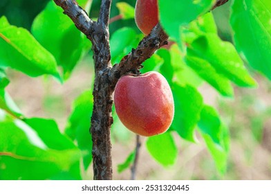花園裡樹枝上的紅甜杏。綠樹上的黑杏子