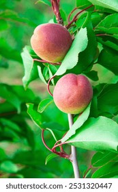 花園裡樹枝上的紅甜杏。綠樹上的黑杏子