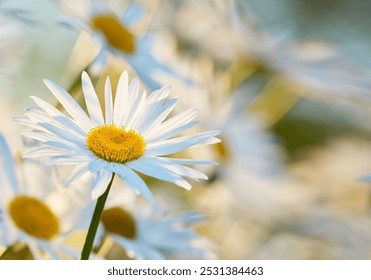 Gänseblümchen - Margerite. Gartenfotos - das schöne Gänseblümchen - Margerite.