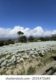 This is Edelweiss Garden in Bali, with a great scenery on a sunny day. Edelweiss is often associated with love and courage.