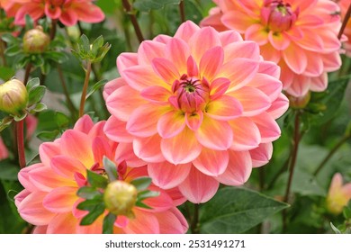 Zalmroze en gele decoratieve waterlelie dahlia 'Pacific View' in bloei.
