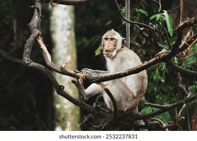 Wat Khao Chakan - Templo dos Macacos, Sa Kaeo, Tailândia, 12 de agosto de 2018: Macaco descansando na árvore