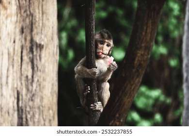 Wat Khao Chakan - Templo do Macaco, Sa Kaeo, Tailândia, 12 de agosto de 2018: Macaco come petiscos