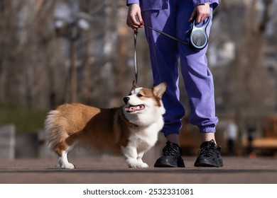 Cucciolo di Pembroke Welsh Corgi cammina con il suo padrone in una giornata di sole in un parco cittadino. In piedi accanto al padrone. Cagnolino felice. Concetto di cura, vita animale, salute, spettacolo, razza canina