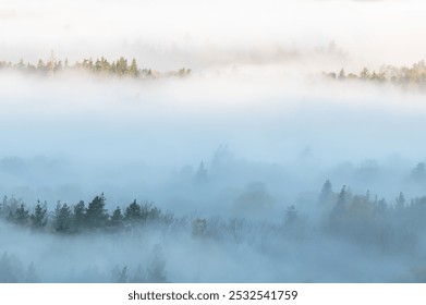 Natural background with pine forest tops in white mist, Gauja National Park Sigulda, Latvia