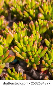 Succulent plant Crassula Ovata Gollum, also called Trumpet Jade. Closeup of the leaves and selective focus.
