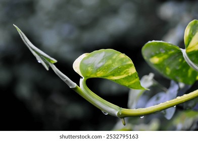 Devils Ivy, Golden Pothos or Hunters Robe or Epipremnum aureum or Araceae and rain droplet in rainy day