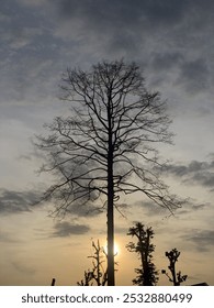 Un albero senza foglie se ne sta solo la sera.