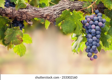 Sekelompok anggur Shiraz pada pokok anggur