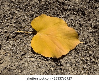 Hellgelbes, herbstlich gefärbtes Lindenblatt isoliert auf dem Boden. Herbstlaub der Linde. Linden, Basswood, Linden, Tilia dasystyla-Blätter. Herzförmiges gelbes Lindenblatt.