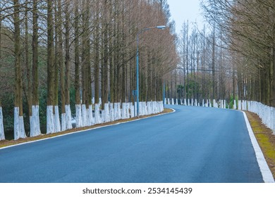 เกาะเฮงซา เซี่ยงไฮ้ - ต้นไม้ในป่าในฤดูหนาว