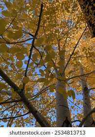 Le jaune arrive avec l'hiver