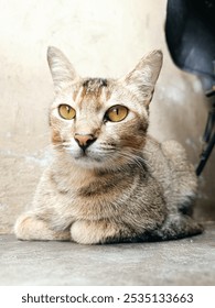 Portreti nga afër i maces kremoze me sy të artë "Portret mace shtëpiake që tregon sy qelibar, lesh kremi dhe mustaqe në sfond neutral. E përkryer për përmbajtjen e kafshëve shtëpiake dhe kafshëve."
