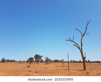 Una escena de paisaje que muestra un árbol muerto hace mucho tiempo con tierra roja seca y desnuda. El cielo está claro y azul, hay árboles dispersos en la distancia, parece caluroso y seco. No hay animales ni pájaros.