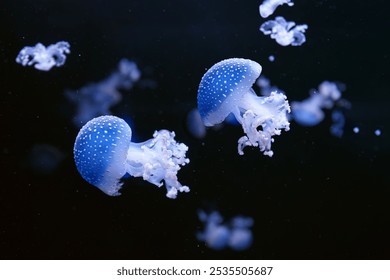 Grupo de águas-vivas fluorescentes nadando debaixo d'água em aquário. A água-viva australiana manchada, Phyllorhiza punctata em aquário com luz neon azul. Teriologia, turismo, mergulho, vida submarina.