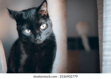 Близък план на зеленоока черна котка