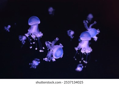 Grupo de águas-vivas fluorescentes flutuando em piscina de aquário subaquática. A água-viva australiana manchada, Phyllorhiza punctata em aquário com luz neon azul. Teriologia, turismo, mergulho, vida submarina.