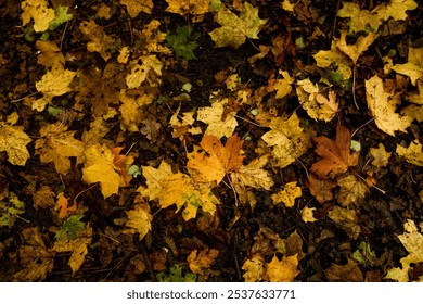 黄金色と深紅色の秋の葉が地面に散らばり、琥珀色、さび色、濃いオレンジ色の色合いが混ざり合っている