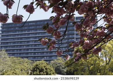 Yae sakura garden that adorns the apartment