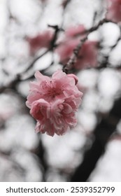 The blooming of yae sakura that ends spring in Japan