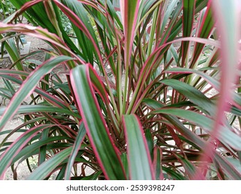 Guerreiras resilientes da natureza, as plantas selvagens prosperam nos lugares mais inesperados, lembrando-nos da tenacidade e da beleza da vida em sua forma mais simples. 🌿